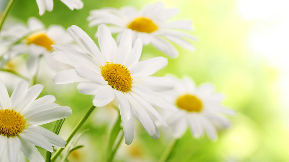 生命如花.jpg